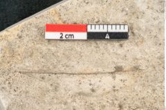 Foto (Detailansicht) von Quercus palaeoilex Ettingshausen (NHMW-GEO-2024-0188-8112)